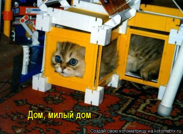 Дом, милый дом... Котоматрица: Дом, милый дом