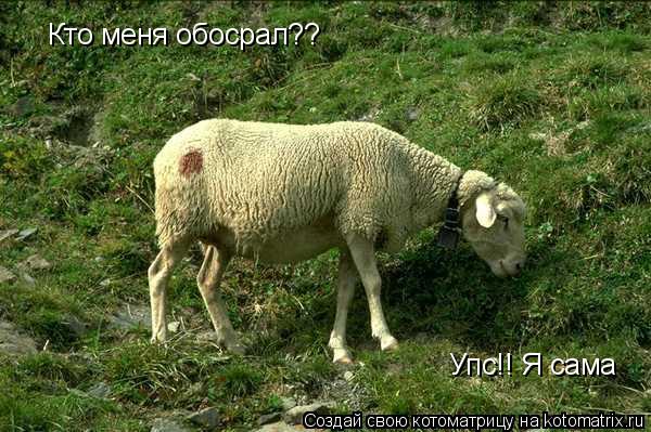 Кто меня обосрал?? Упс!! Я сама... Котоматрица: Кто меня обосрал?? Упс!! Я сама
