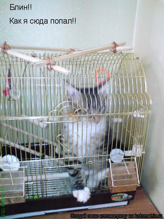 Блин!! Как я сюда попал!!... Котоматрица: Блин!! Как я сюда попал!!