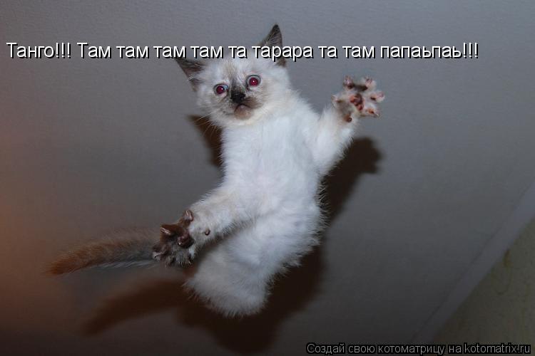 Танго!!! Там там там там та тарара та там папаьпаь!!!... Котоматрица: Танго!!! Там там там там та тарара та там папаьпаь!!!