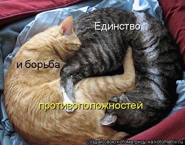 Единство и борьба противоположностей... Котоматрица: Единство и борьба противоположностей