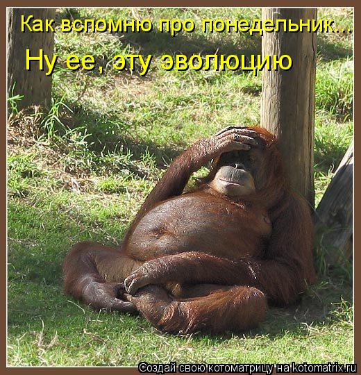 Ну ее, эту эволюцию Как вспомню про понедельник...... Котоматрица: Ну ее, эту эволюцию Как вспомню про понедельник...