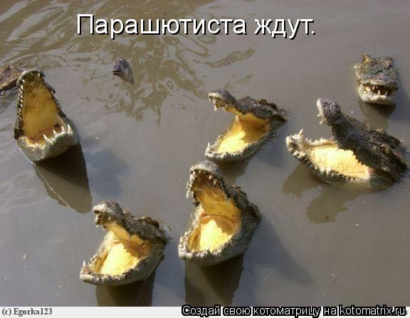 Парашютиста ждут.... Котоматрица: Парашютиста ждут.