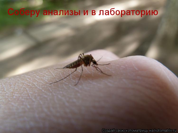 Соберу анализы и в лабораторию... Котоматрица: Соберу анализы и в лабораторию