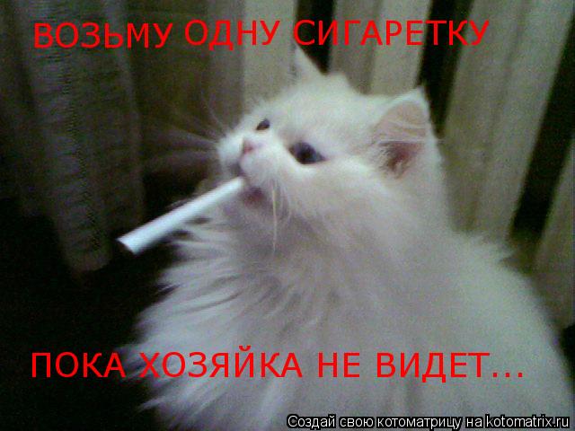 ВОЗЬМУ ОДНУ СИГАРЕТКУ ПОКА ХОЗЯЙКА НЕ ВИДЕТ...... Котоматрица: ВОЗЬМУ ОДНУ СИГАРЕТКУ ПОКА ХОЗЯЙКА НЕ ВИДЕТ...