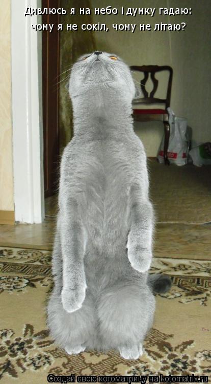 Дивлюсь я на небо i думку гадаю: чому я не сокiл, чому не лiтаю?... Котоматрица: Дивлюсь я на небо i думку гадаю: чому я не сокiл, чому не лiтаю?