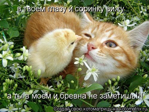 в твоем глазу и соринку вижу... а ты в моем и бревна не заметишь!!!... Котоматрица: в твоем глазу и соринку вижу... а ты в моем и бревна не заметишь!!!