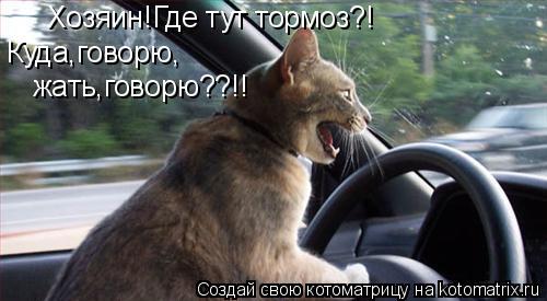 Хозяин!Где тут тормоз?! Куда,говорю, жать,говорю??!!... Котоматрица: Хозяин!Где тут тормоз?! Куда,говорю, жать,говорю??!!