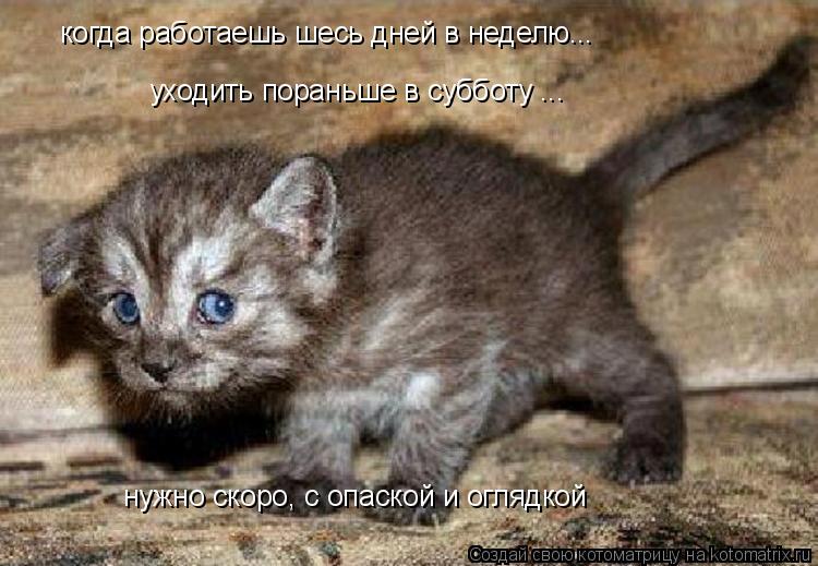 когда работаешь шесь дней в неделю... уходить пораньше в субботу ... нужно скоро, с опаской и оглядко... Котоматрица: когда работаешь шесь дней в неделю... уходить пораньше в субботу ... нужно скоро, с опаской и оглядкой