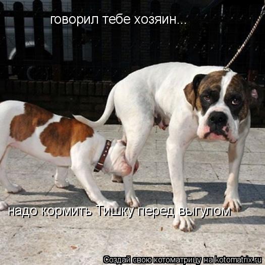 говорил тебе хозяин... надо кормить Тишку перед выгулом... Котоматрица: говорил тебе хозяин... надо кормить Тишку перед выгулом