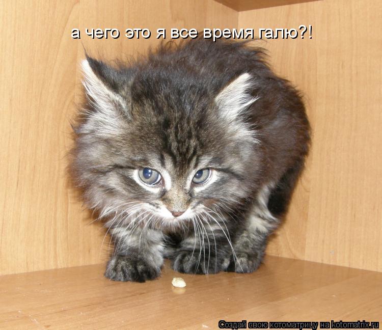 а чего это я все время галю?!... Котоматрица: а чего это я все время галю?!