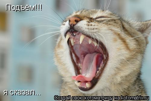 Подъём!!! я сказал...... Котоматрица: Подъём!!! я сказал...