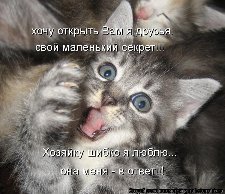 хочу открыть Вам я друзья. свой маленький секрет!!! Хозяйку шибко я люблю... она меня - в ответ!!!... Котоматрица: хочу открыть Вам я друзья. свой маленький секрет!!! Хозяйку шибко я люблю... она меня - в ответ!!!