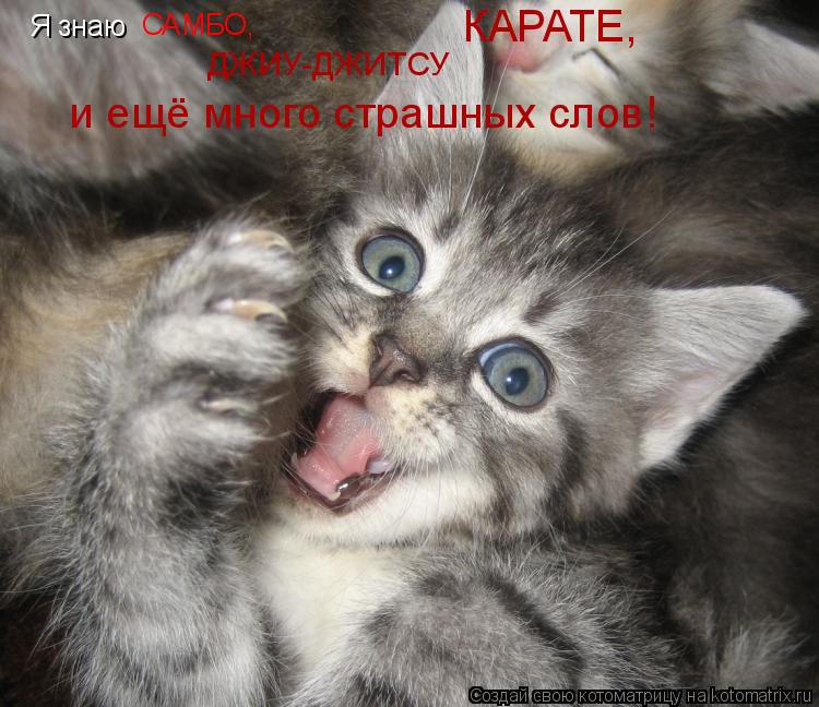 Я знаю САМБО, ДЖИУ-ДЖИТСУ и ещё много страшных слов! КАРАТЕ,... Котоматрица: Я знаю САМБО, ДЖИУ-ДЖИТСУ и ещё много страшных слов! КАРАТЕ,