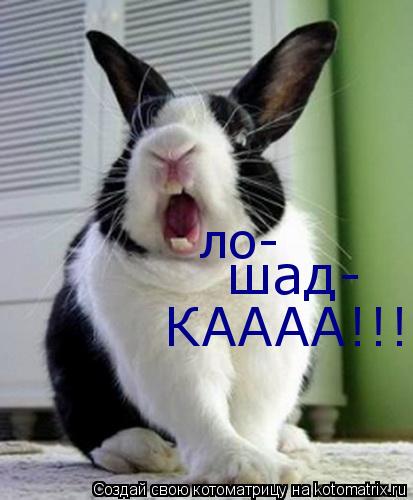 ло- шад- КАААА!!!... Котоматрица: ло- шад- КАААА!!!