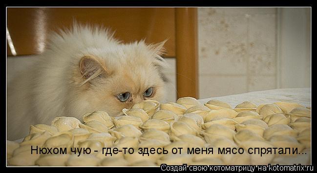 Нюхом чую - где-то здесь от меня мясо спрятали...... Котоматрица: Нюхом чую - где-то здесь от меня мясо спрятали...