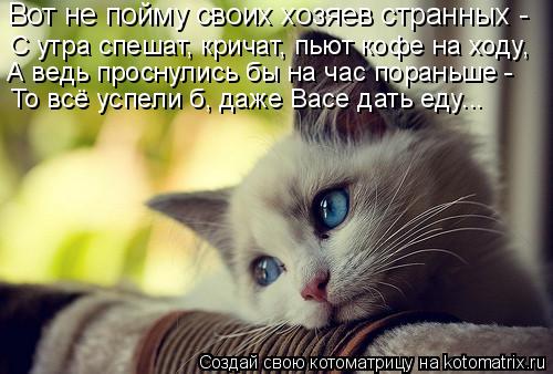 Вот не пойму своих хозяев странных - С утра спешат, кричат, пьют кофе на ходу, А ведь проснулись бы ... Котоматрица: Вот не пойму своих хозяев странных - С утра спешат, кричат, пьют кофе на ходу, А ведь проснулись бы на час пораньше - То всё успели б, даже Вас