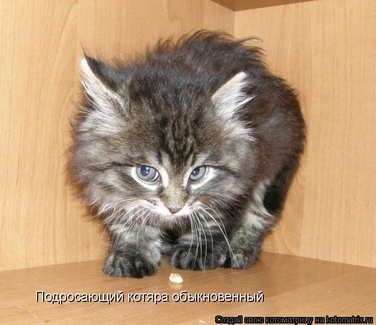 Подросающий котяра обыкновенный... Котоматрица: Подросающий котяра обыкновенный