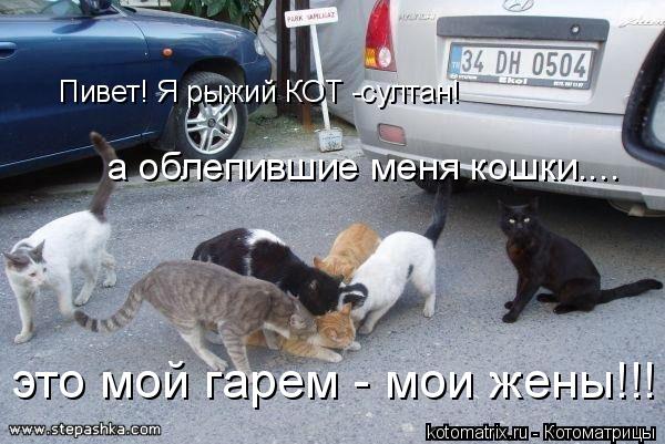 Пивет! Я рыжий КОТ -султан! а облепившие меня кошки.... это мой гарем - мои жены!!!... Котоматрица: Пивет! Я рыжий КОТ -султан! а облепившие меня кошки.... это мой гарем - мои жены!!!