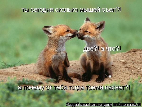 ты сегодня сколько мышей съел?! две?! а что?! а почему от тебя тогда тремя пахнет?!... Котоматрица: ты сегодня сколько мышей съел?! две?! а что?! а почему от тебя тогда тремя пахнет?!