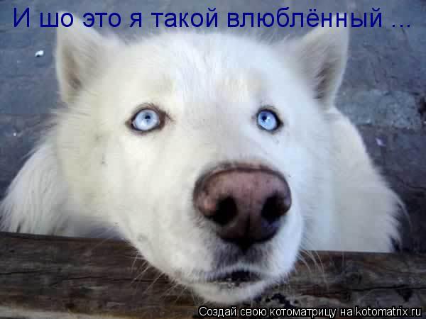 И шо это я такой влюблённый ...... Котоматрица: И шо это я такой влюблённый ...