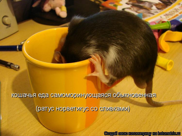 кошачья еда самоморинующаяся обыкновенная (ратус норветикус со сливками)... Котоматрица: кошачья еда самоморинующаяся обыкновенная (ратус норветикус со сливками)