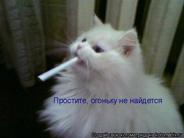 Простите, огоньку не найдется... Котоматрица: Простите, огоньку не найдется
