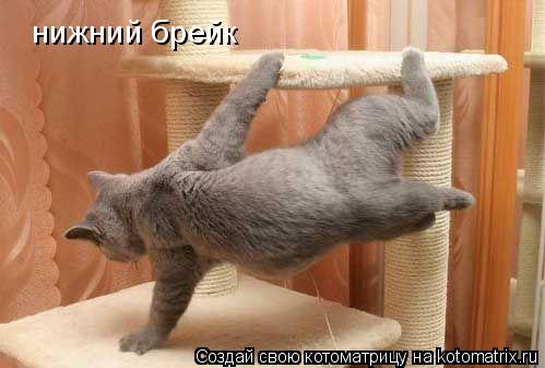 нижний брейк... Котоматрица: нижний брейк