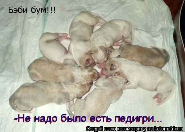 Бэби бум!!! -Не надо было есть педигри... -Не надо было есть педигри...... Котоматрица: Бэби бум!!! -Не надо было есть педигри... -Не надо было есть педигри...