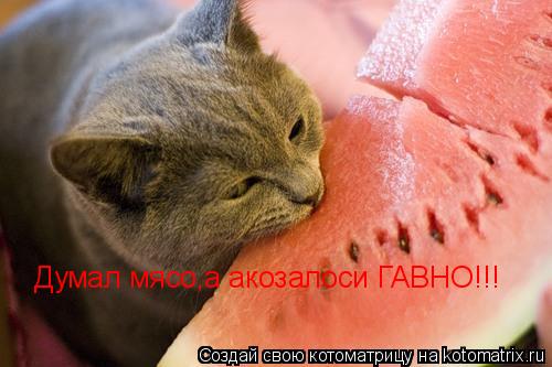 Думал мясо,а акозалоси ГАВНО!!!... Котоматрица: Думал мясо,а акозалоси ГАВНО!!!