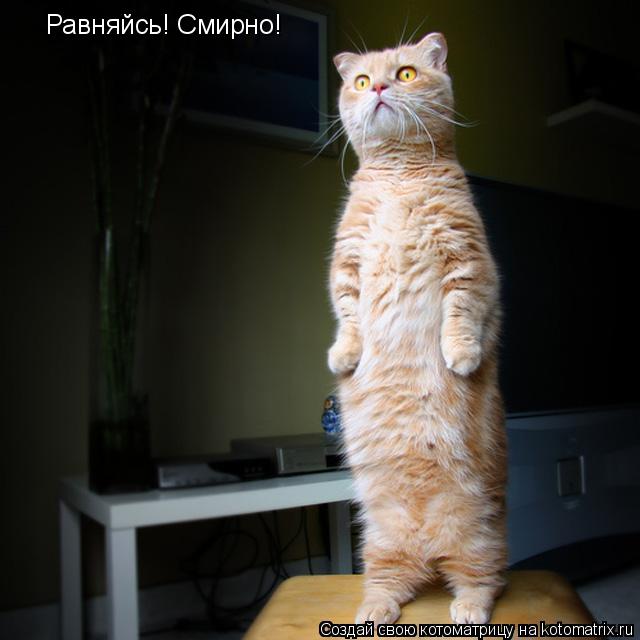 Равняйсь! Смирно!... Котоматрица: Равняйсь! Смирно!