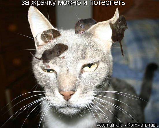 за жрачку можно и потерпеть... Котоматрица: за жрачку можно и потерпеть
