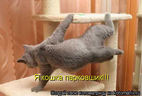 Я кошка парковшик!!!... Котоматрица: Я кошка парковшик!!!