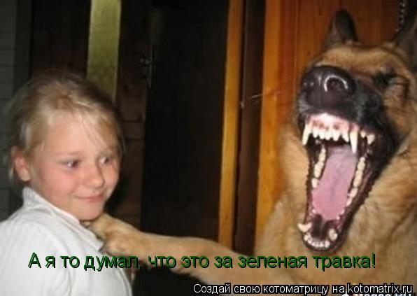 А я то думал, что это за зеленая травка!... Котоматрица: А я то думал, что это за зеленая травка!