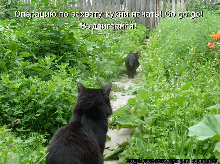 Операцию по захвату кухни начать! Go go go! Выдвигаемся!... Котоматрица: Операцию по захвату кухни начать! Go go go! Выдвигаемся!
