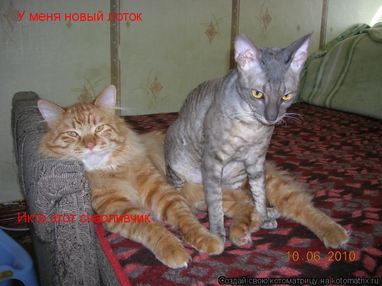У меня новый лоток Икто этот счасливчик... Котоматрица: У меня новый лоток Икто этот счасливчик