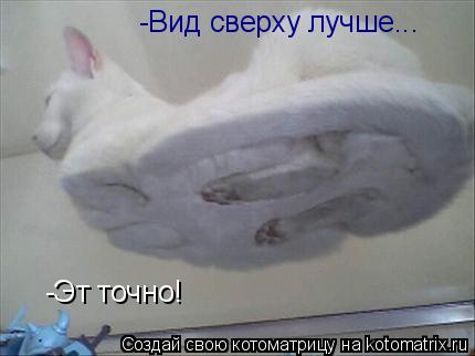 -Вид сверху лучше... -Эт точно!... Котоматрица: -Вид сверху лучше... -Эт точно!
