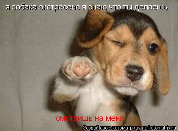 я собака экстрасенс я знаю что ты делаешь смотришь на меня... Котоматрица: я собака экстрасенс я знаю что ты делаешь смотришь на меня