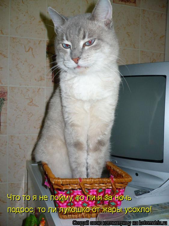 Что то я не пойму, то ли я за ночь подрос, то ли лукошко от жары усохло!... Котоматрица: Что то я не пойму, то ли я за ночь подрос, то ли лукошко от жары усохло!