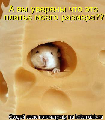 А вы уверены что это платье моего размера???... Котоматрица: А вы уверены что это платье моего размера???