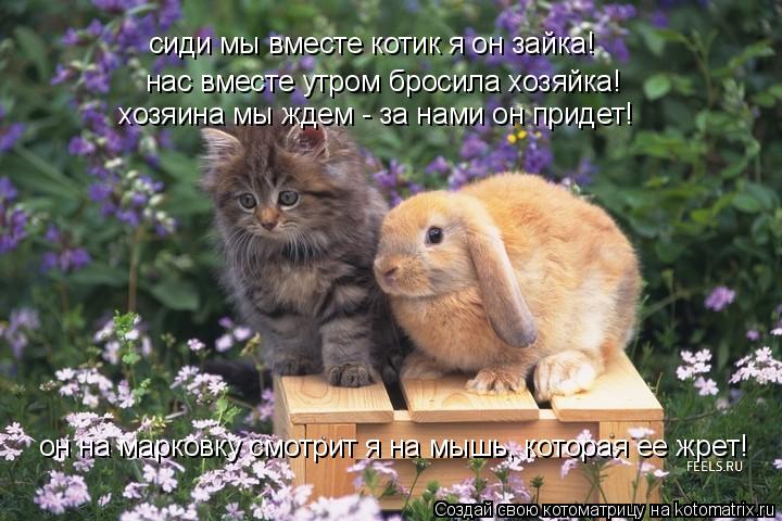 сиди мы вместе котик я он зайка! нас вместе утром бросила хозяйка! хозяина мы ждем - за нами он приде... Котоматрица: сиди мы вместе котик я он зайка! нас вместе утром бросила хозяйка! хозяина мы ждем - за нами он придет! он на марковку смотрит я на мышь, котор
