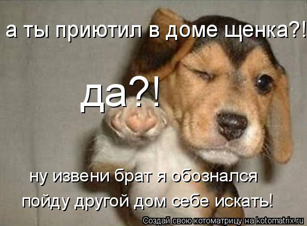 а ты приютил в доме щенка?! да?! ну извени брат я обознался пойду другой дом себе искать!... Котоматрица: а ты приютил в доме щенка?! да?! ну извени брат я обознался пойду другой дом себе искать!