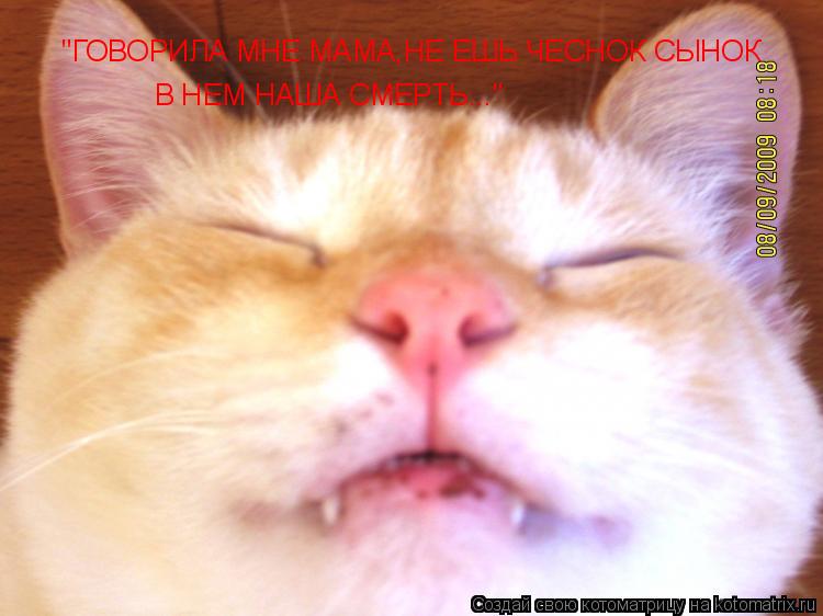 "ГОВОРИЛА МНЕ МАМА,НЕ ЕШЬ ЧЕСНОК СЫНОК В НЕМ НАША СМЕРТЬ..."... Котоматрица: "ГОВОРИЛА МНЕ МАМА,НЕ ЕШЬ ЧЕСНОК СЫНОК В НЕМ НАША СМЕРТЬ..."