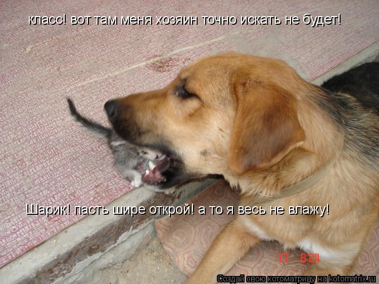 класс! вот там меня хозяин точно искать не будет! Шарик! пасть шире открой! а то я весь не влажу!... Котоматрица: класс! вот там меня хозяин точно искать не будет! Шарик! пасть шире открой! а то я весь не влажу!