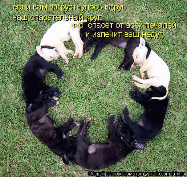если вам взгрустнулось вдруг наш спасательный круг вас спасёт от всех печалей и излечит ваш недуг... Котоматрица: если вам взгрустнулось вдруг наш спасательный круг вас спасёт от всех печалей и излечит ваш недуг