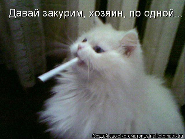 Давай закурим, хозяин, по одной...... Котоматрица: Давай закурим, хозяин, по одной...