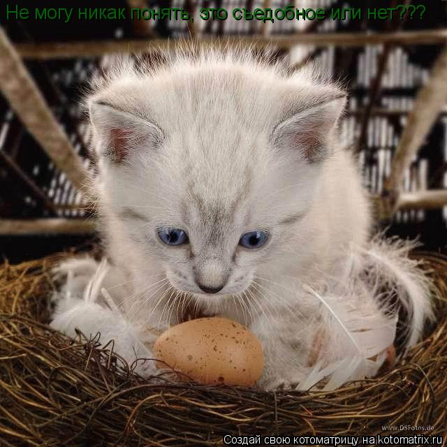 Не могу никак понять, это съедобное или нет???... Котоматрица: Не могу никак понять, это съедобное или нет???