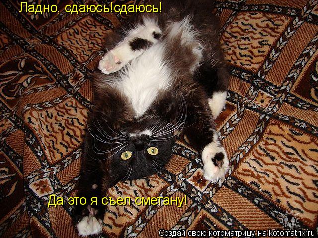 Ладно, сдаюсь!сдаюсь! Да это я съел сметану!... Котоматрица: Ладно, сдаюсь!сдаюсь! Да это я съел сметану!