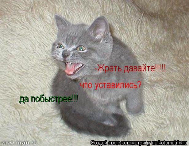 -Жрать давайте!!!!! что уставились? да побыстрее!!!... Котоматрица: -Жрать давайте!!!!! что уставились? да побыстрее!!!