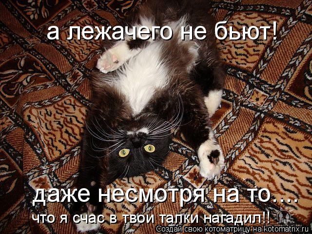 а лежачего не бьют! даже несмотря на то.... что я счас в твои тапки нагадил!!... Котоматрица: а лежачего не бьют! даже несмотря на то.... что я счас в твои тапки нагадил!!